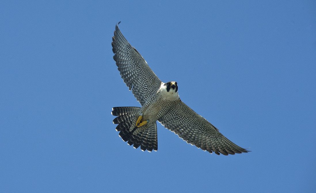 One of the peregrine falcon parents flies overhead as the MTA bands their chicks</br>